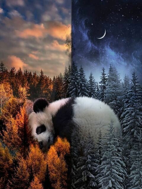 Картина по номерам "Панда день/ночь" холст на подрамнике 40х50 см, GX37141