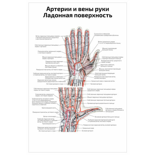 Плакат Квинг Артерии и вены руки, ладонная поверхность — медицинский плакат 457×610 мм ≈ (А2) плакат квинг таблица вычитания плакат по математике 457×610 мм ≈ а2