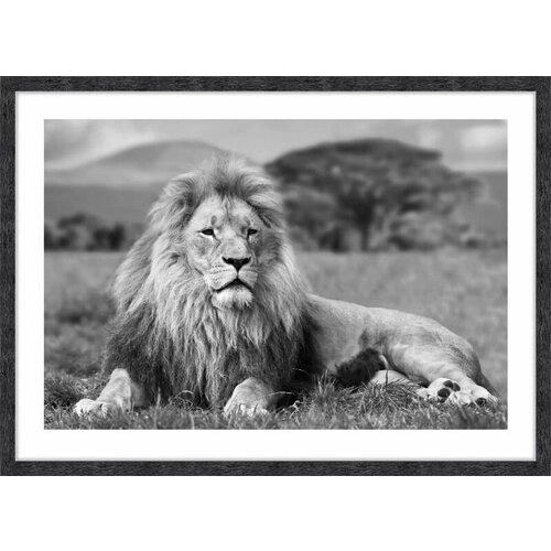 Картина ed-23 Африканский лев