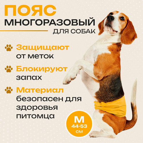 Пояс для кобелей многоразовый заменит трусы, памперсы, подгузники и даже пеленки на липучках для собак. Размер M