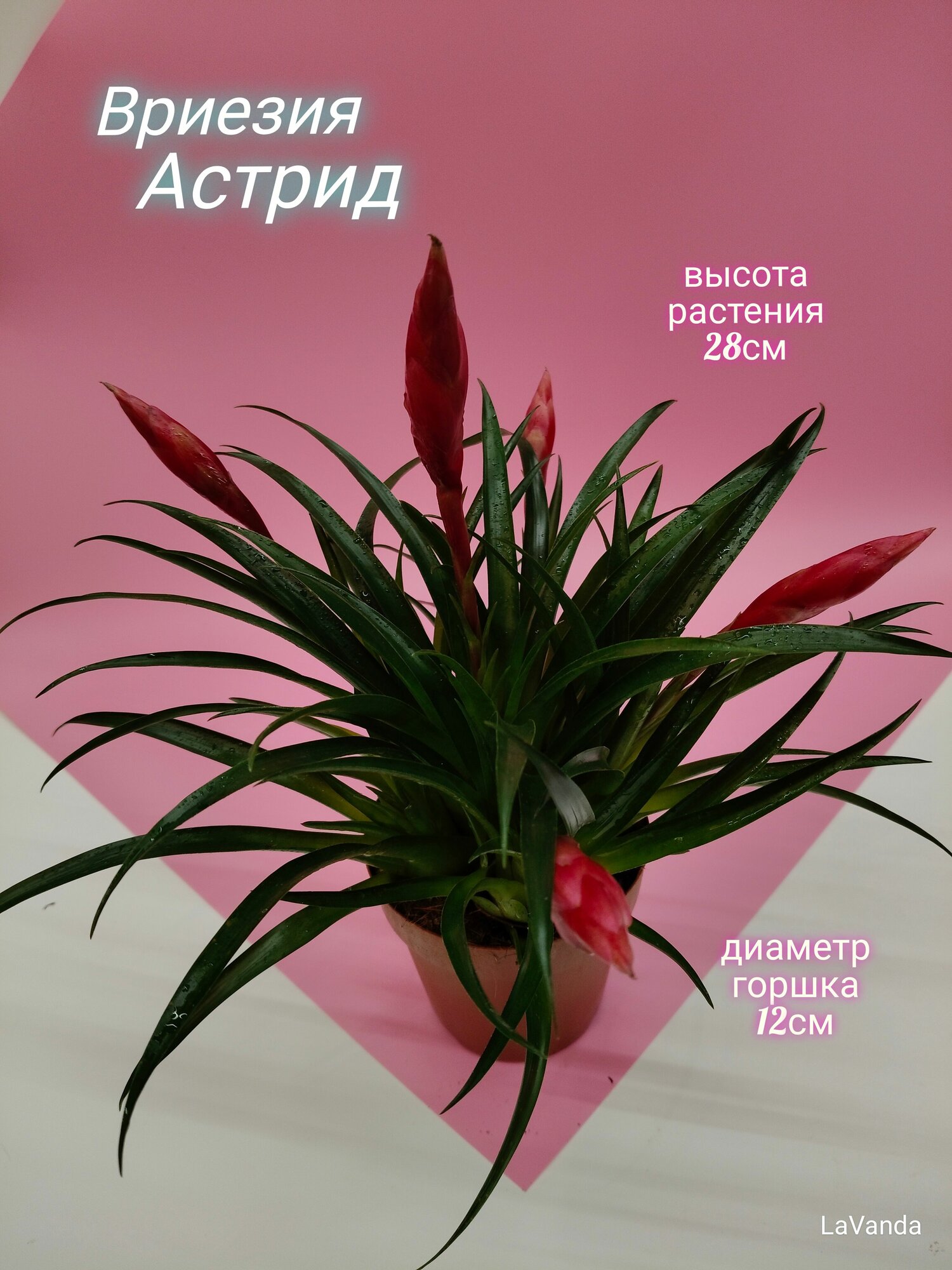 Вриезия Астрид