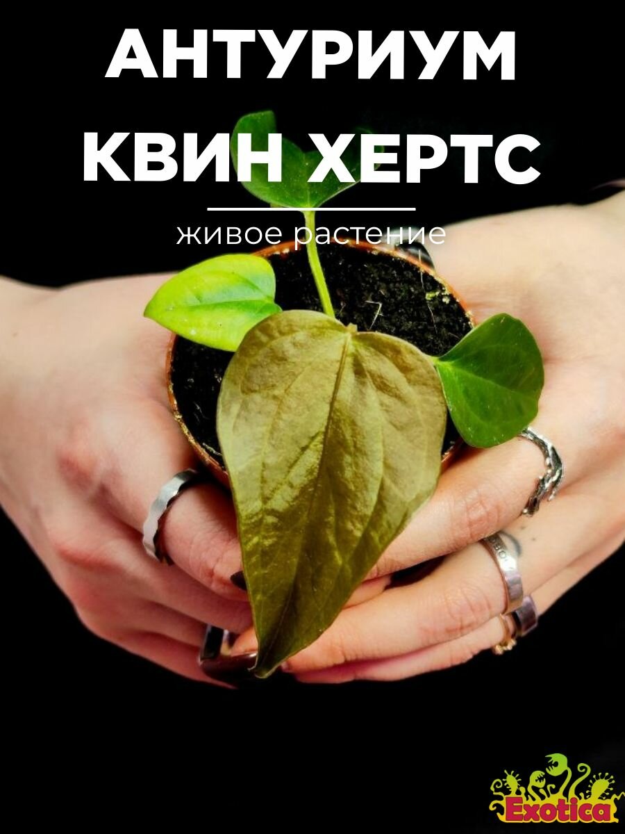 Антуриум Квин оф Хертс (Anthurium Queen Of Heart) D6см домашнее растение