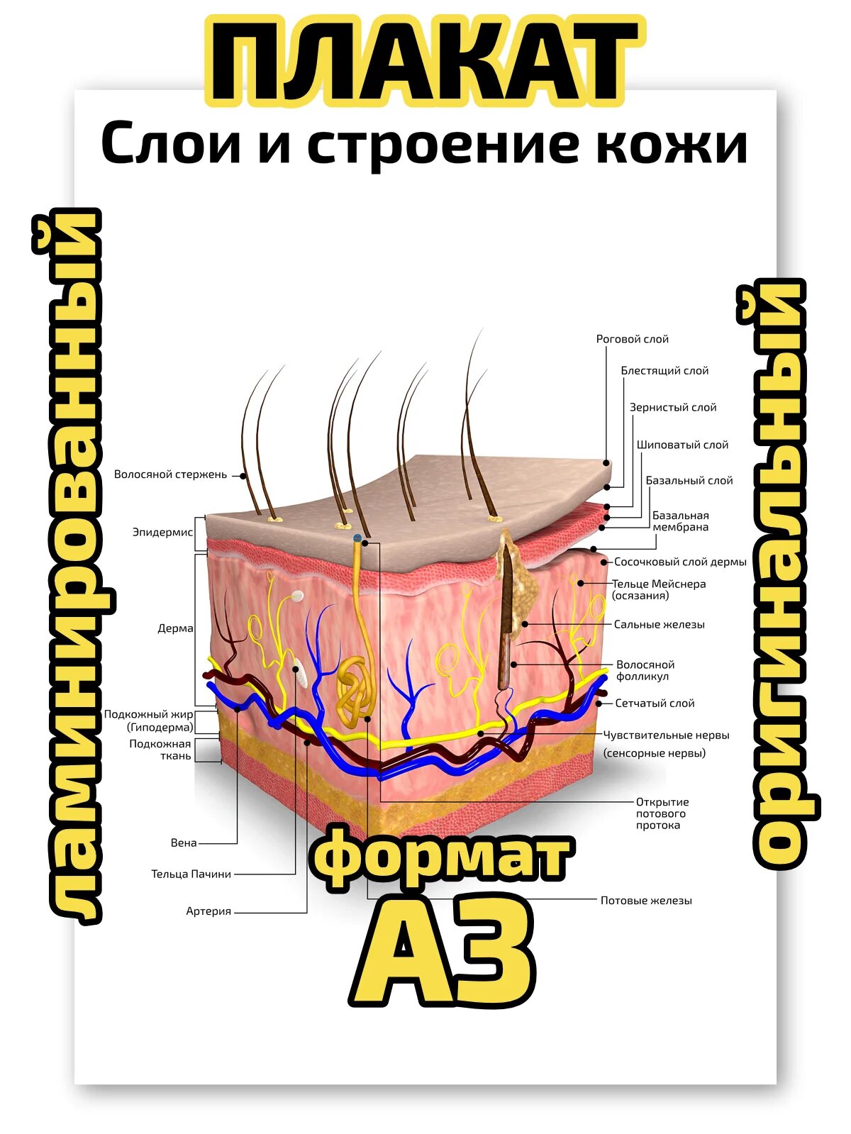 Плакат Квинг "Слои и строение кожи: вертикальный", ламинированный, А3, для изучения анатомии и косметологии