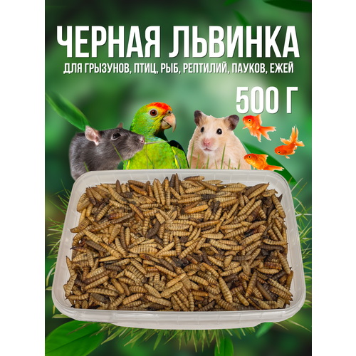 Черная львинка, лакомство для хомяков, крыс, ежей, черепах