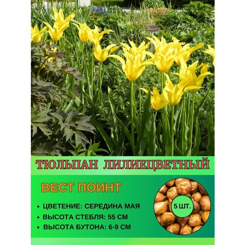 Тюльпан лилиевидный, луковицы 5 штук