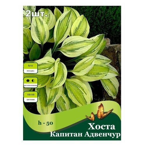 Хоста Капитан Адвенчур /2 шт/