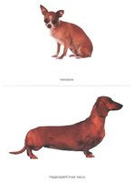 Набор карточек Мозаика-Синтез Мир в картинках. Собаки. Друзья и помощники 29.5x21.5 см 8 шт.