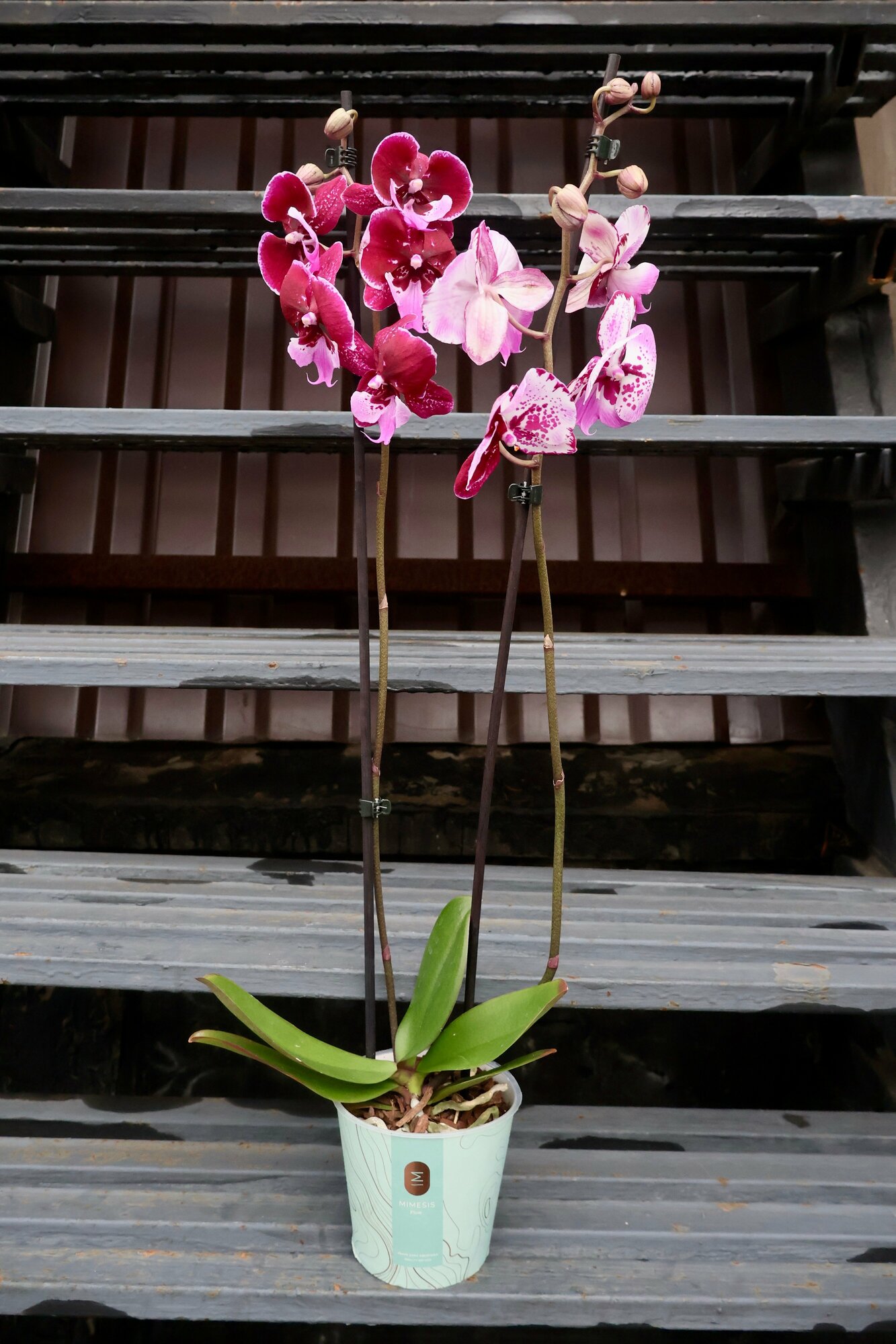 Орхидея Фаленопсис "Пурпурная Королева" (D-12 H-60)