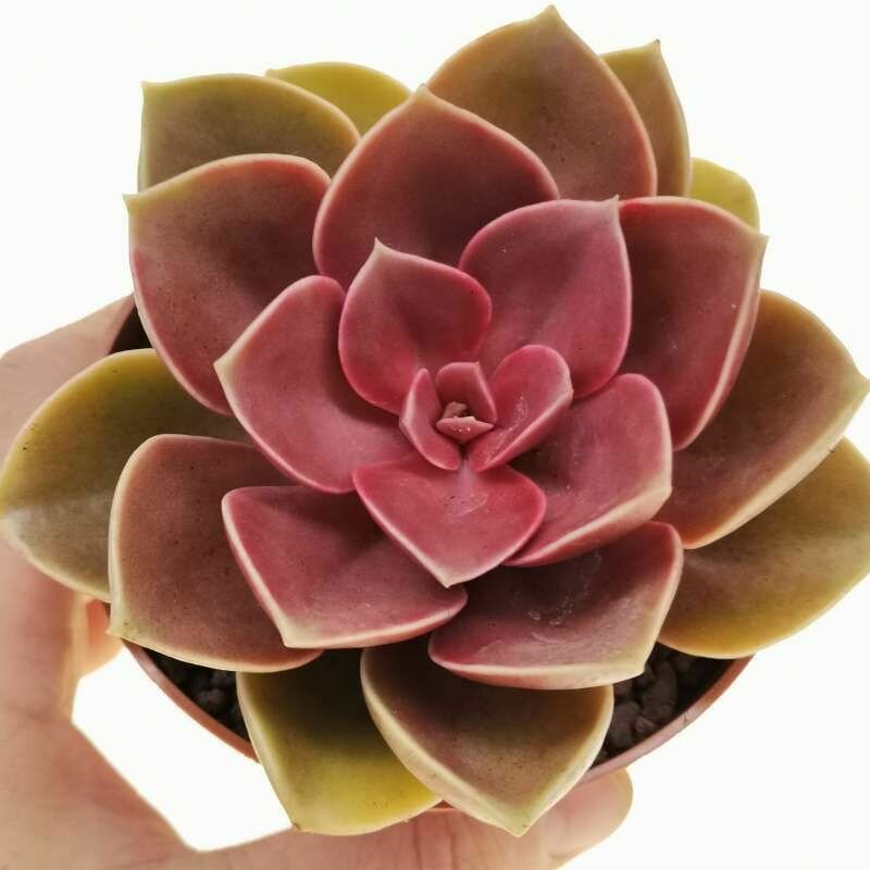 Эхеверия Мэджик Ред (Echeveria Magic Red) D5см