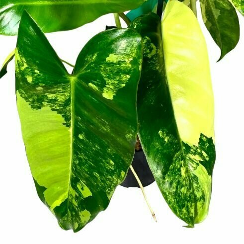 Филодендрон Бурле Маркс Вариегатный (Philodendron Burle Variegated) D6см