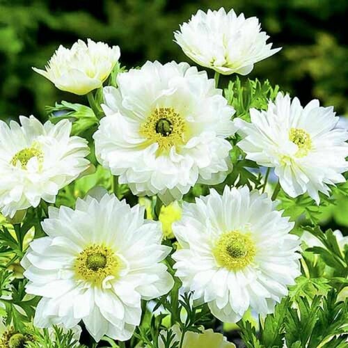 Анемона (Ветреница) клубень р. р. 5-6 Маунт Эверест 15 шт.