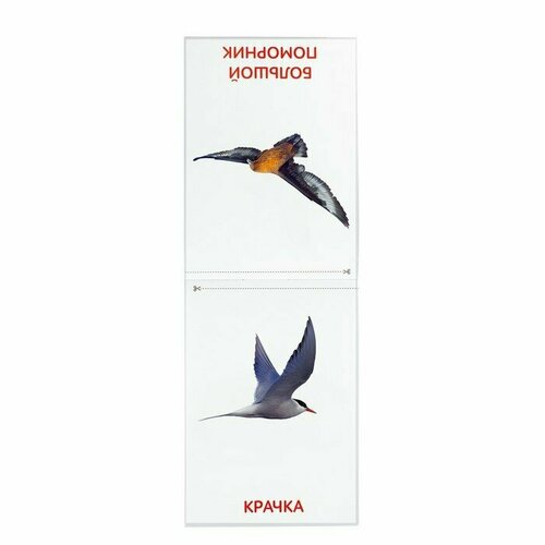 Книги набор «Карточки Домана. Животные материков», 6 шт. по 20 стр.