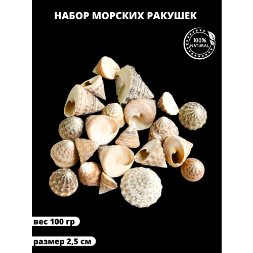 Декоративные натуральные ракушки 50 звеньев ракушки бусины овальные ракушки для изготовления ювелирных изделий своими руками ожерелья браслеты товары ручной работы