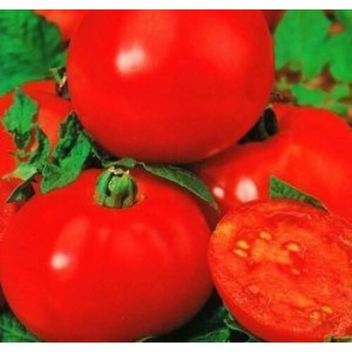 Коллекционные семена томата Томат Тамина