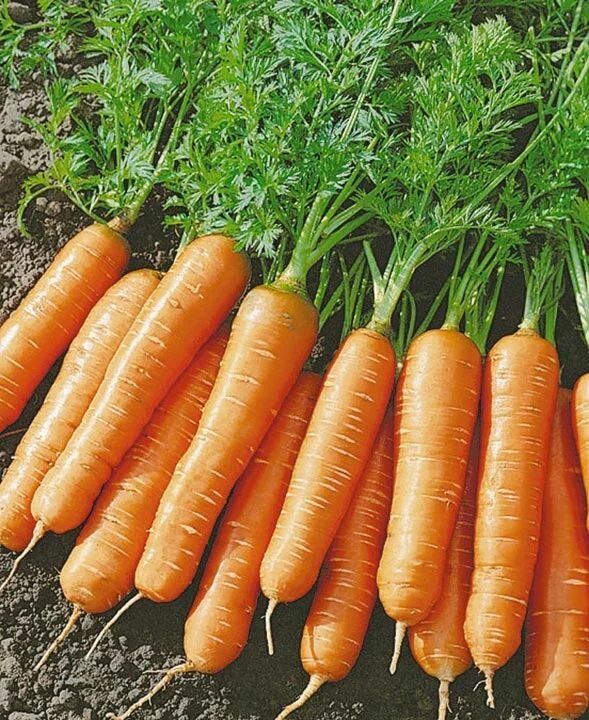 Коллекционные семена моркови Миникор