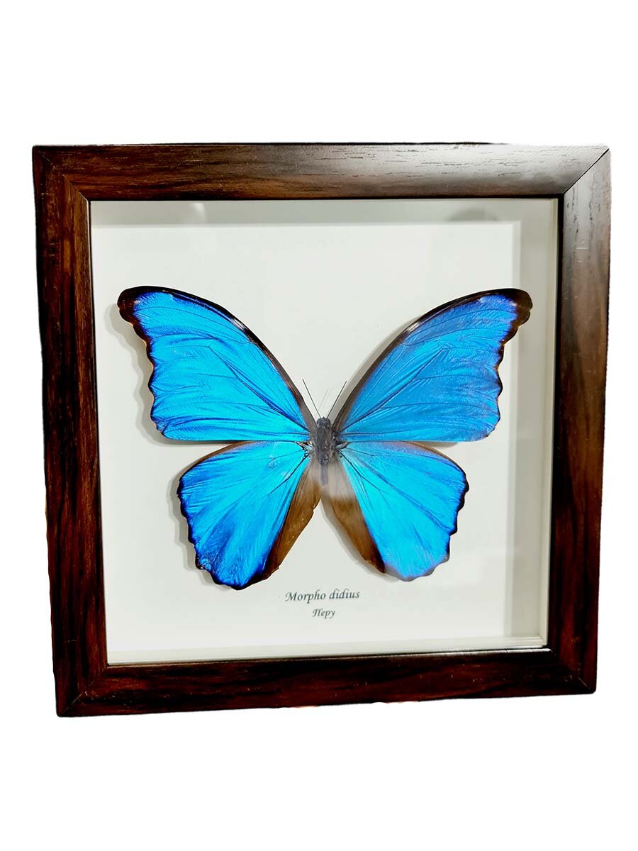 Бабочка в рамке Морфо Дидус / Голубая морфо/ Бабочка в объемной рамке / Бабочка из Перу от Магазина Бабочек