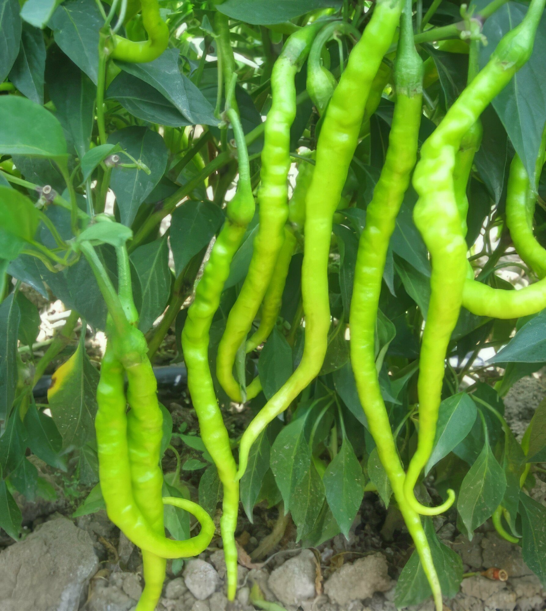 фото Сладкий перец Мендерес, Турция