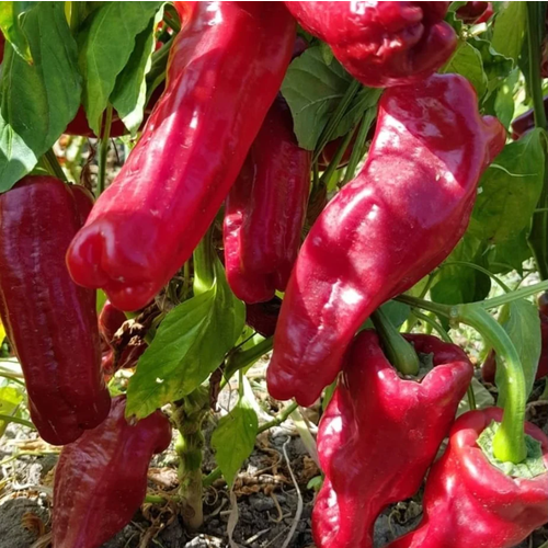 Акалтун, острый перец, Турция