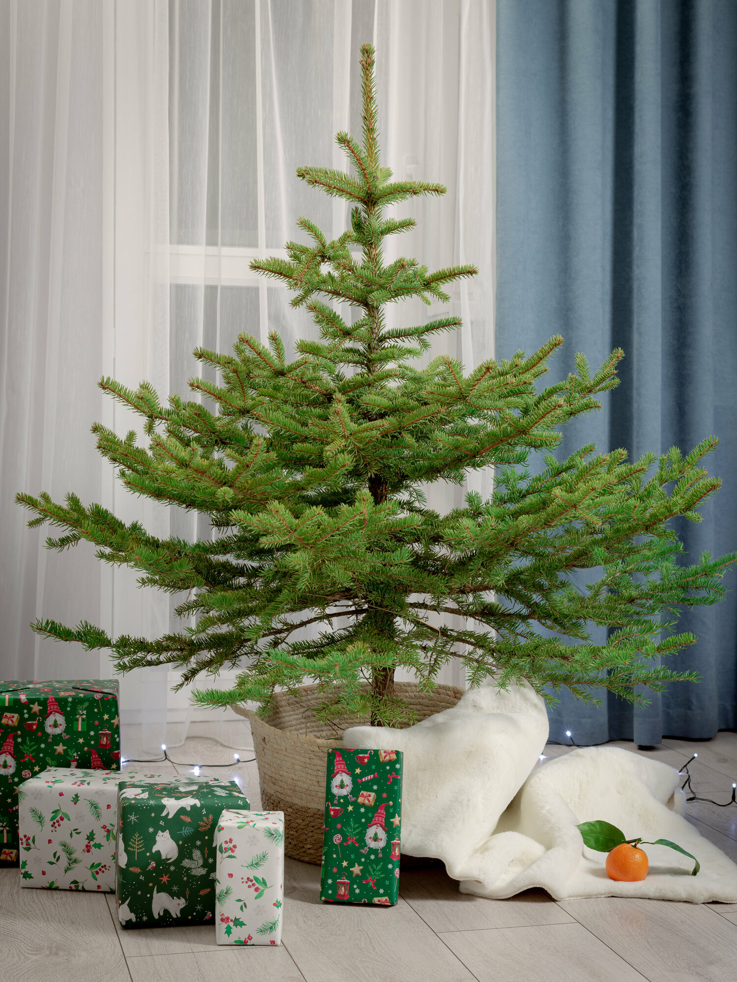 Живая новогодняя ель - ель колючая 