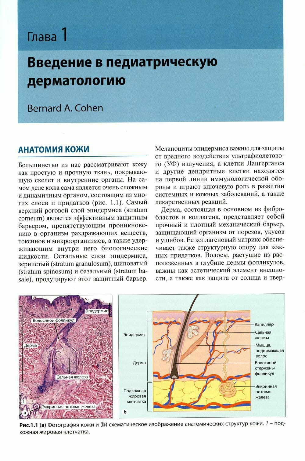 Педиатрическая дерматология (Адаскевич Владимир Петрович (переводчик), Коэн Бернард А.) - фото №4