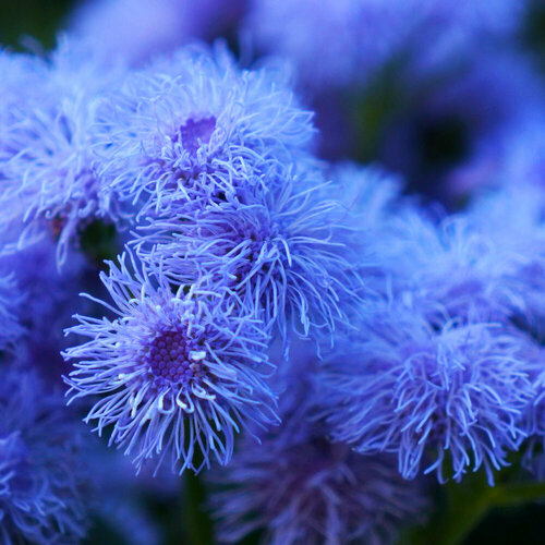 семена цветов агератум мексиканский голубой аэлита Агератум Мексиканский Голубой, Семена, 30 шт