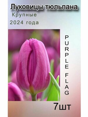 Луковицы Тюльпана Purplе Flag ( 7 шт)