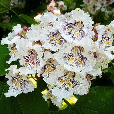 Катальпа Прекрасная - Орхидейное дерево (лат. Catalpa Speciosa) семена 25шт + подарочек