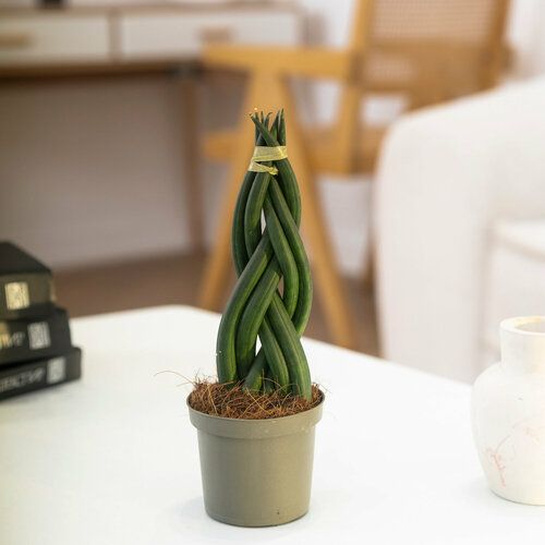 Цветок сансевиерия косичка 9/25 см