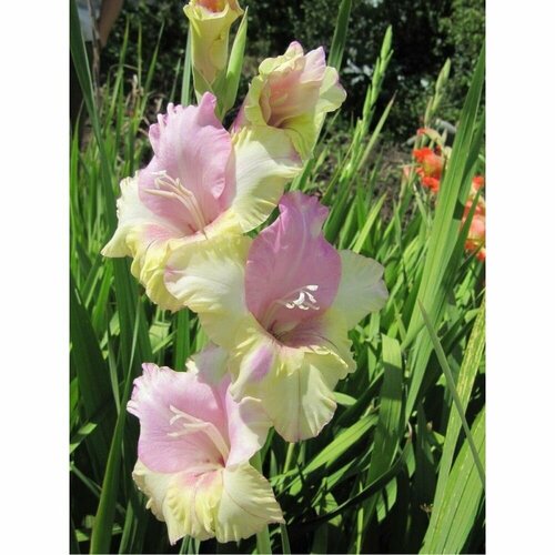 Гладиолусы Ларг Е 1214 шоубокс 589₽