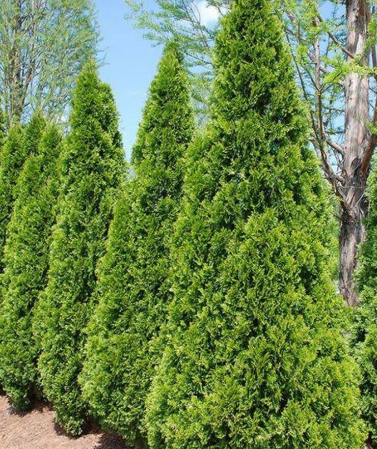 Грунт для хвойных, 10 л, укрепляющий, для посадки и пересадки. — фото 1