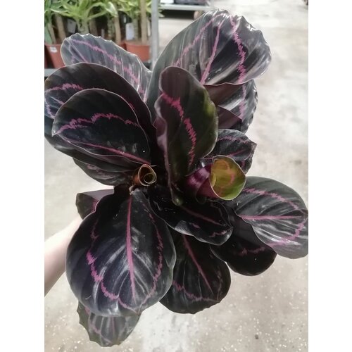 Живое растение в горшке калатея Дотти