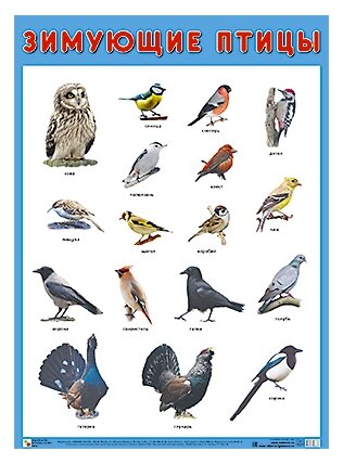Плакат Мозаика-Синтез Зимующие птицы, 5 шт.