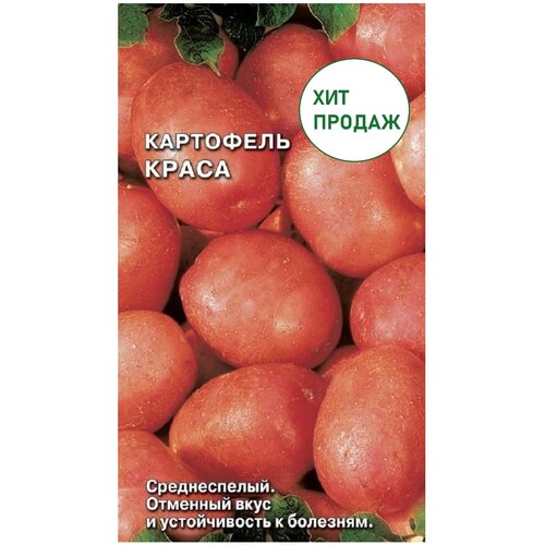 Картофель Краса 0,02г, семена, среднеспелый сорт столового назначения, кожура красная, мякоть светло-желтая, крупноплодный, высокопродуктивный