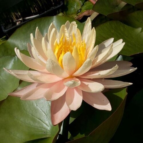 Растение для пруда Водяная нимфея Mangala Ubol персиковая, корневище