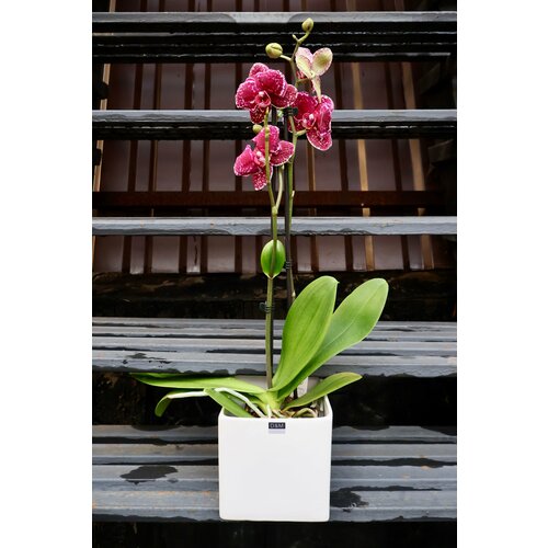 Орхидея Фаленопсис Дикий Кот в кашпо (D-12 H-60)