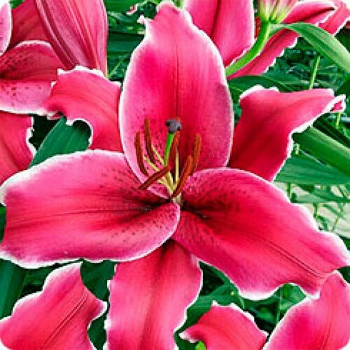 Луковицы Лилия восточная Зорро 2 шт 1100₽