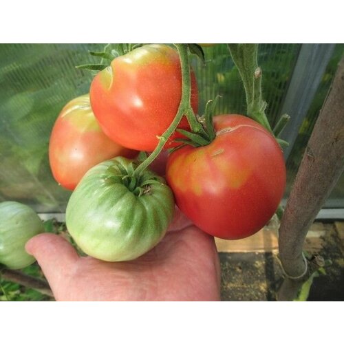 Коллекционные семена томата Максимальный гигант