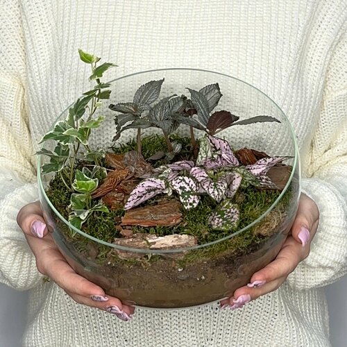 Хедера, фиттония и пилея в флорариуме