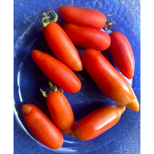 Дахтила миноа, селекция США.