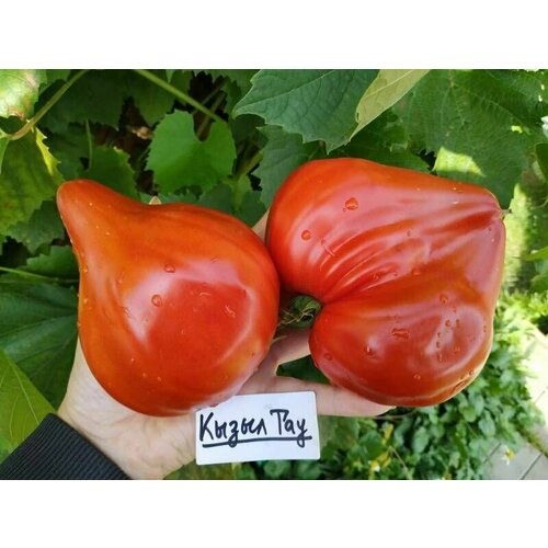 Коллекционные семена томата Кызыл Тау