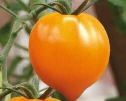 Коллекционные семена томата Сердце Столицы Оранжевое