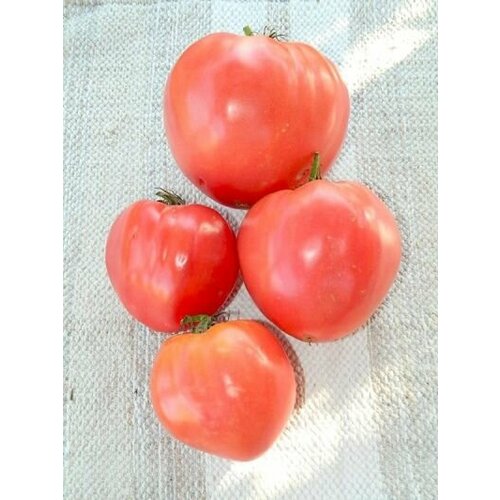 Коллекционные семена томата Косово