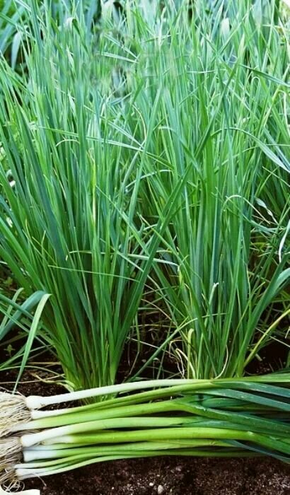 фото Коллекционные семена лука на зелень (кявар) Казачок