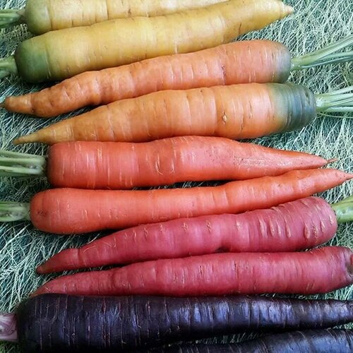 Коллекционные семена моркови F1 Радуга