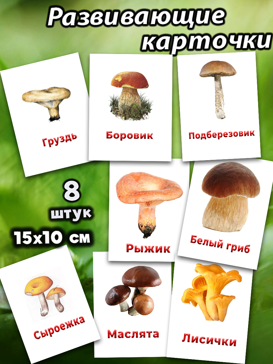 Обучающие карточки А6 Съедобные грибы