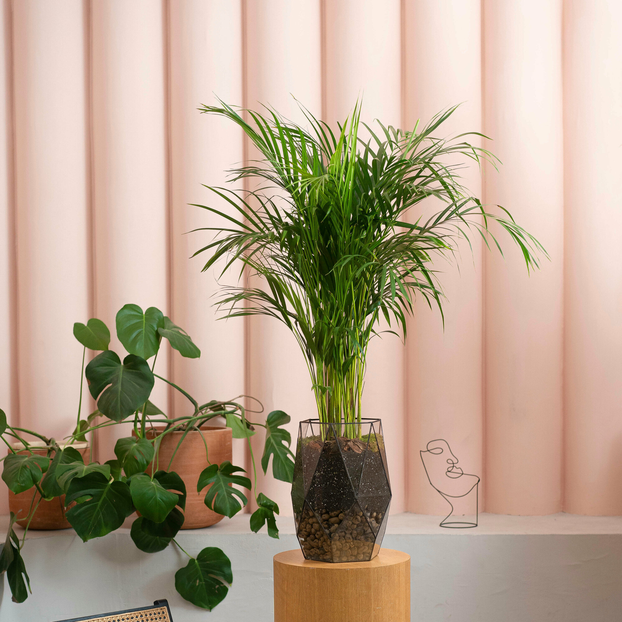 Живая композиция GeoGlass Полуананас Дипсис в кашпо многолетняя для напольного размещения