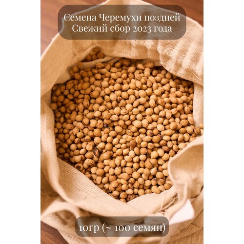 Семена декоративной Черемухи поздней, 10 грамм (примерно 100 шт)