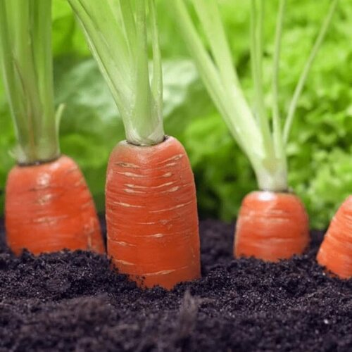 Морковь (Драже) Ромоса (семена). Агрофирма Поиск. семена 10 упаковок морковь ромоса 2г позд поиск