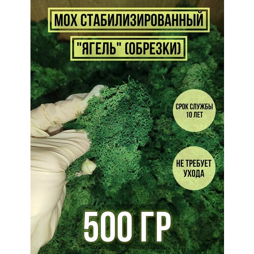 Мох ягель стабилизированный декоративный для творчества обрезки