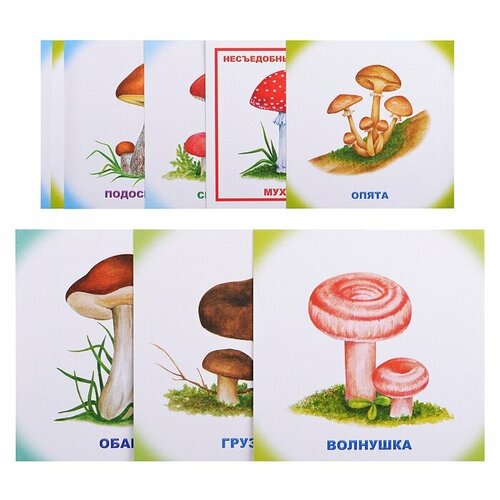 Обучающие карточки Леда Грибы (9785912827549)